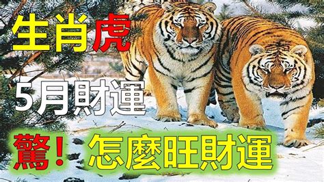 2023屬虎|2023下半年生肖流年運勢！屬虎恐捲入三角戀、屬蛇。